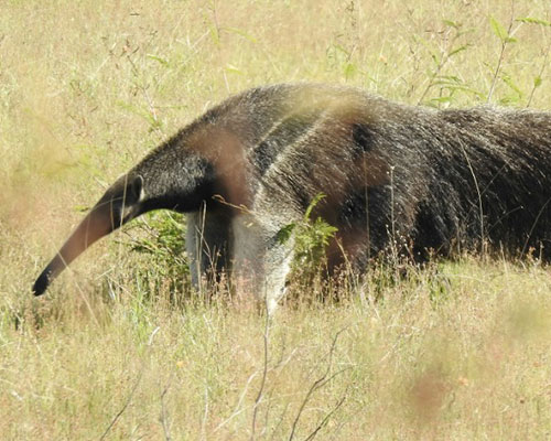 Resgatando o tamanduá do Cerrado